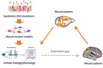 Can Mouse Imaging Studies Bring Order to Autism Connectivity Chaos?